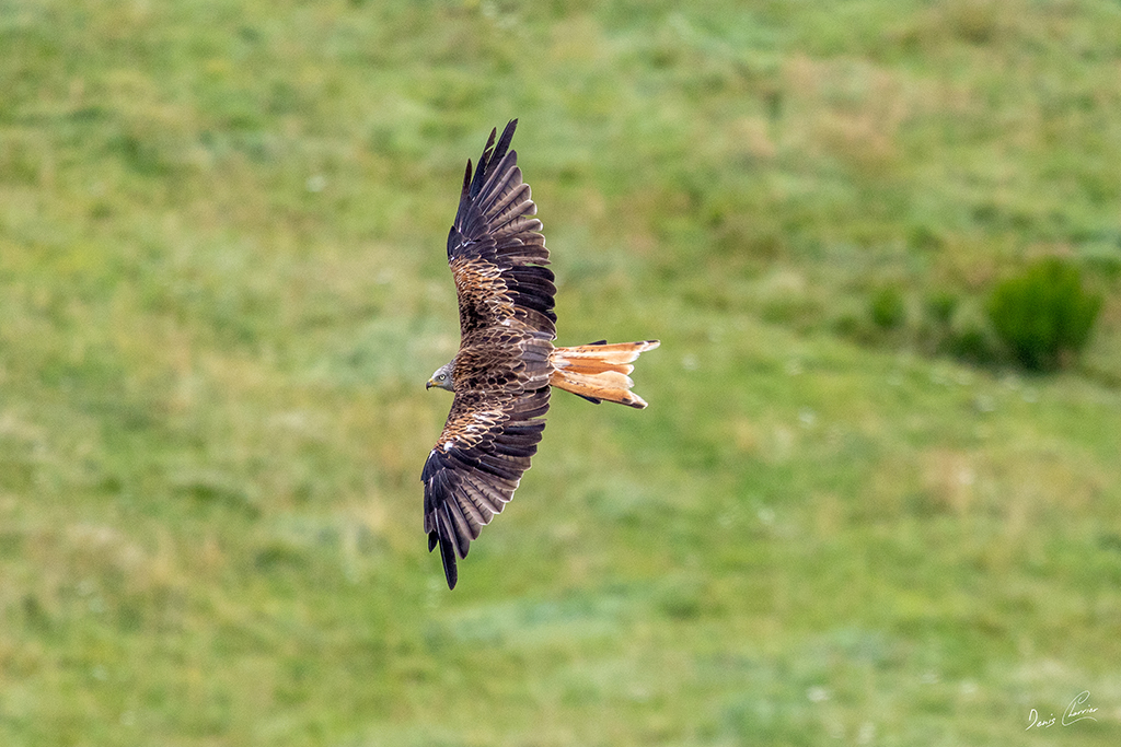 Milan royal au dessus de la Vallée de chaudefour